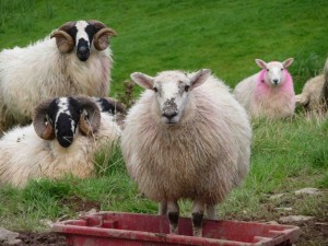 Scottish Sheep Caora